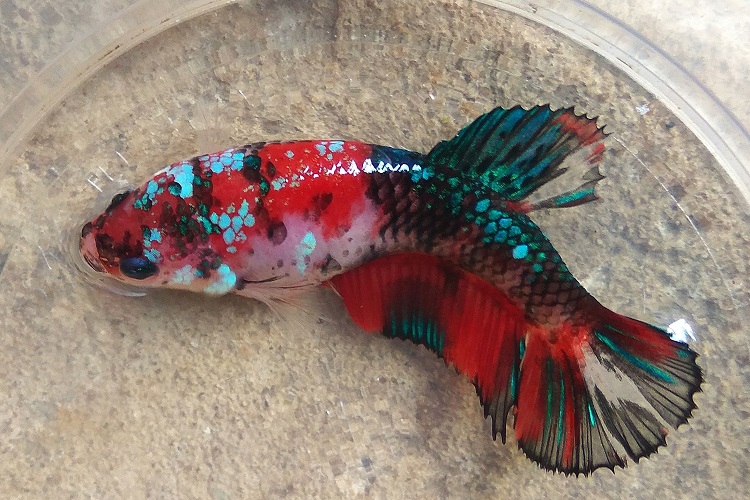 Female koi betta for 2024 sale