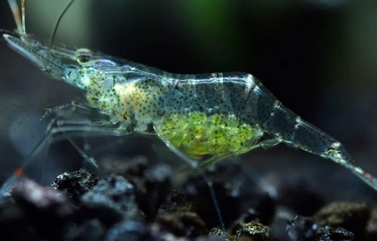 Breeding Ghost Shrimp