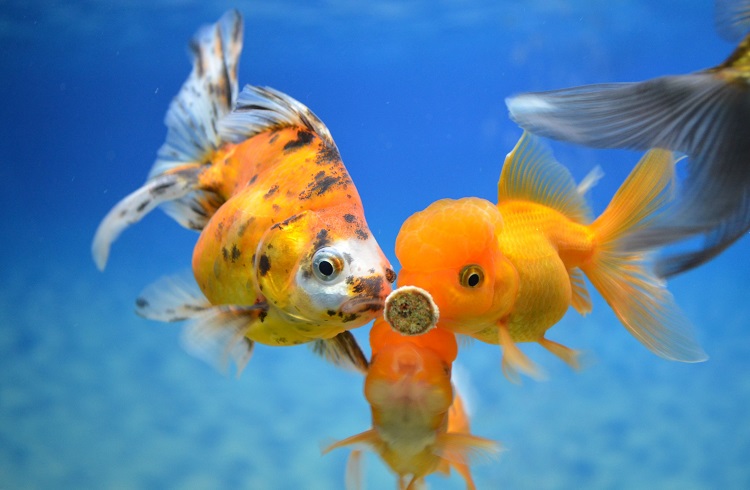 Goldfish maintenance best sale