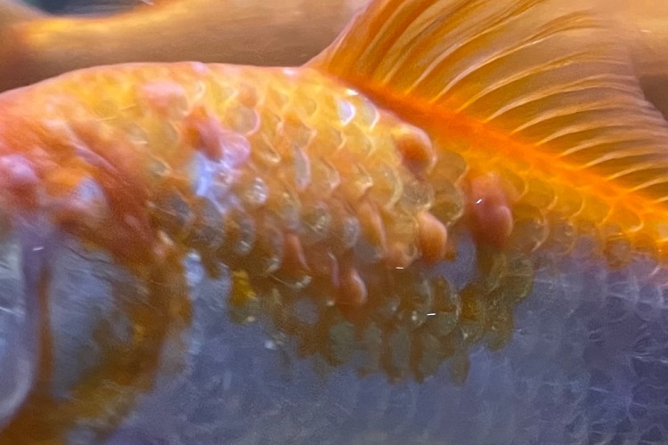 goldfish antifungal treatment