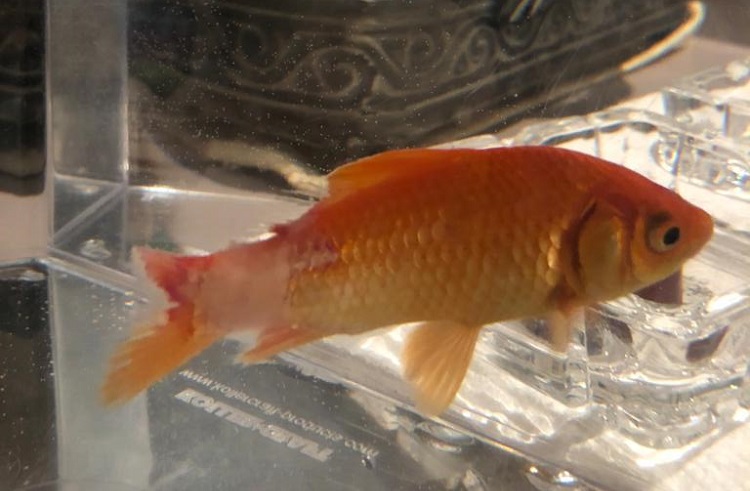 Fin Rot Symptoms