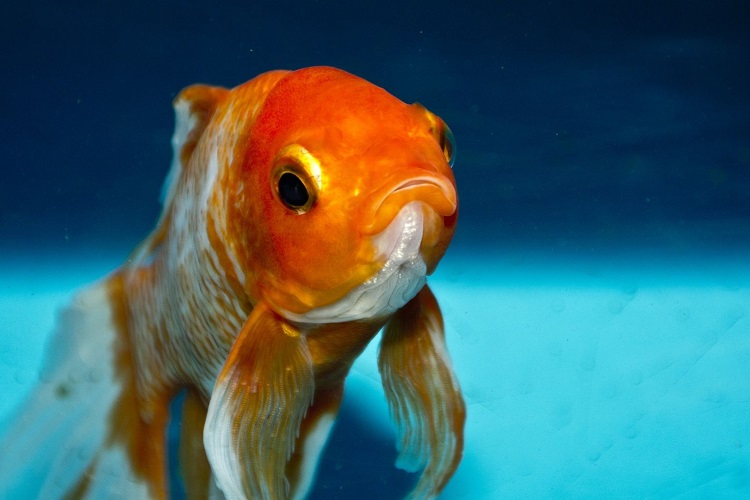 The golden rules of gold fish care - Pet Sitting