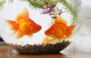 Goldfish Tank Size Guide - What's the Minimum Tank Size? | FishLab
