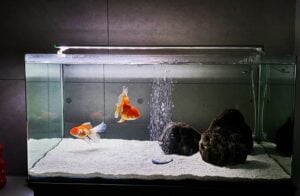 Thumbnail for Light And Shadow Goldfish Tank Size Effects