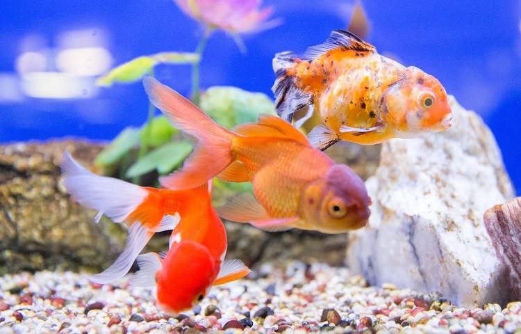 Fish that can store live with goldfish