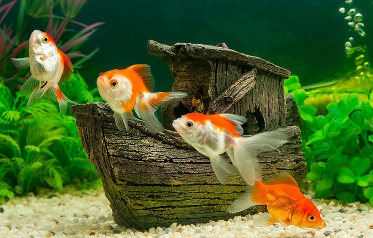 Goldfish Care 101: How to Take Care of a Goldfish