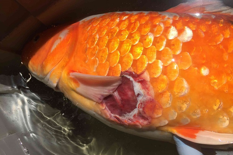 Large ulser on koi fish