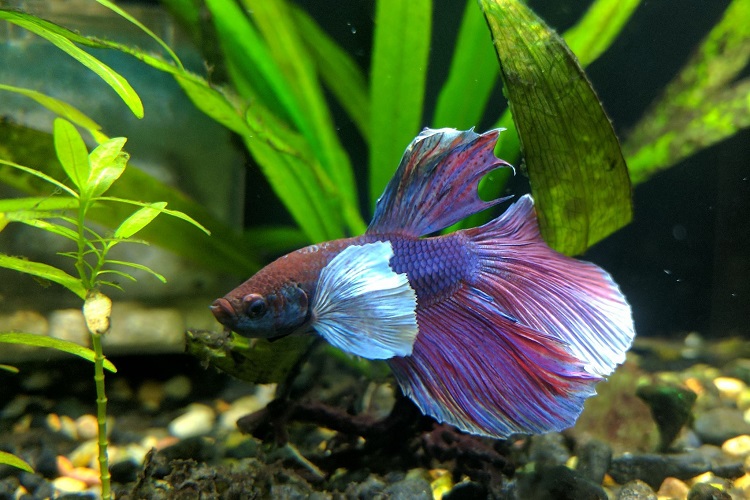 purple is rarest betta color