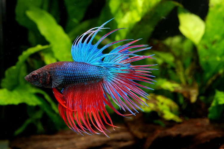 how easy are Betta Fish