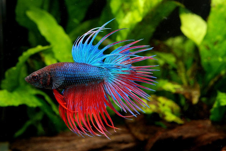 Easy tropical fish to take clearance care of