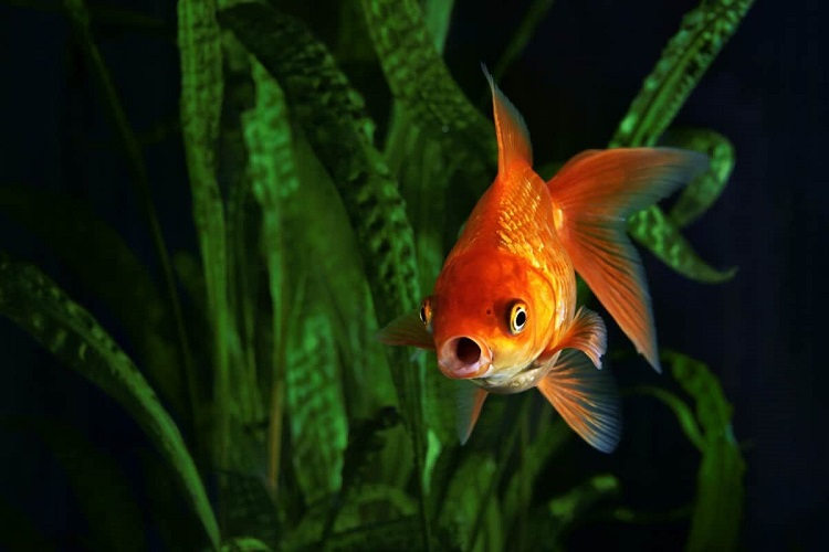 Goldfish breathe in water