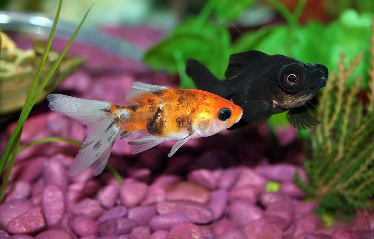 tankmates for goldfish