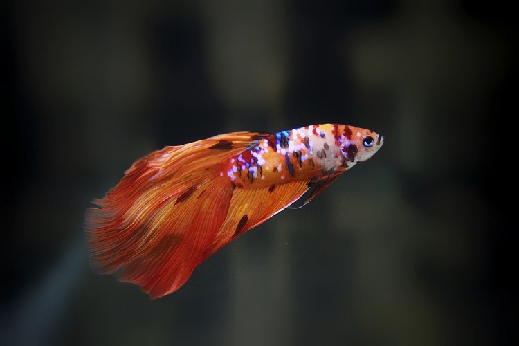 Koi colored betta clearance fish