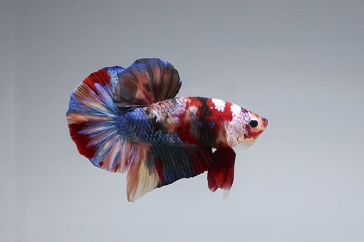 koi betta fish food