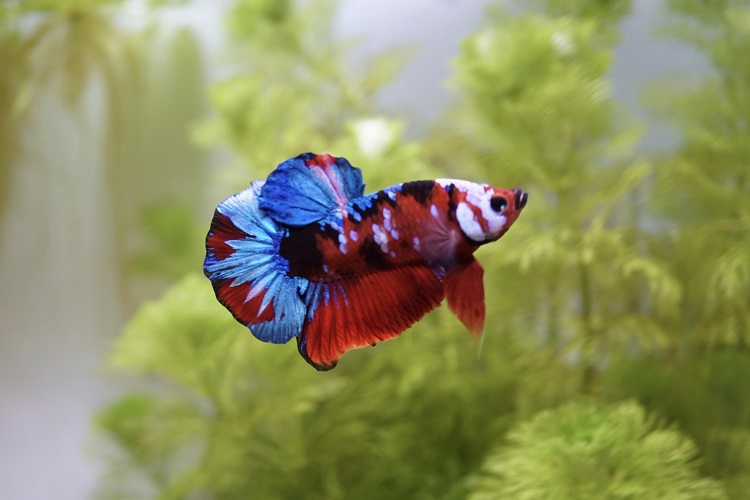 Plakat best sale betta care