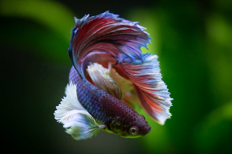 larger betta male