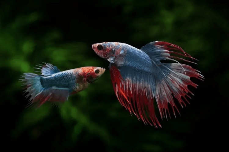 Problems with male and female betta when keeping together