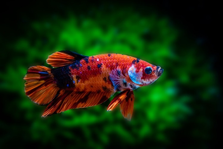 Koi Betta Fish