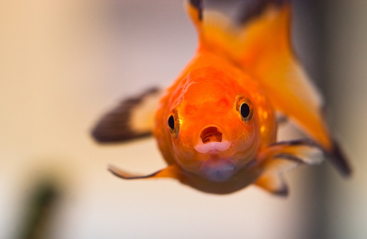 History of pet goldfish