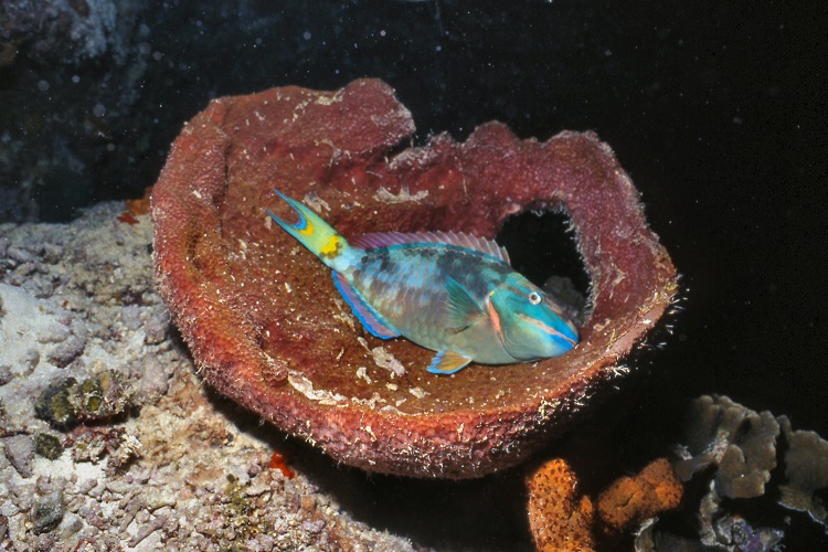 parrot fish sleeping