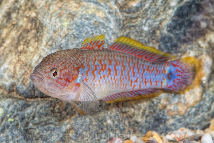 About breeding peacock gudgeons species