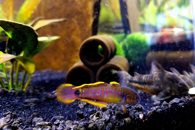 Peacock goby outlet care