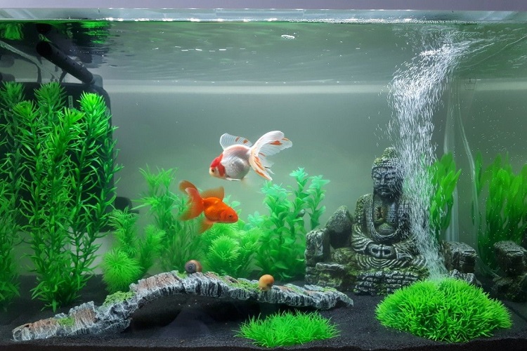 cool goldfish tank ideas