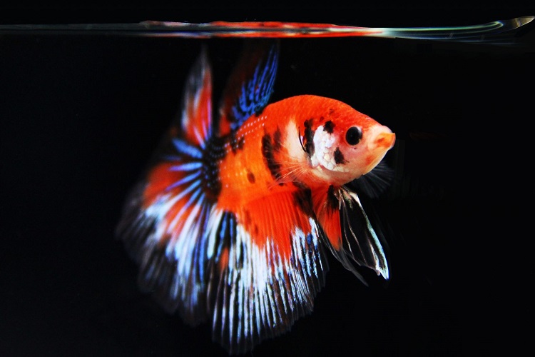 Koi betta care sale