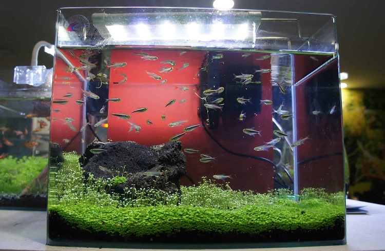 10 gallon fish tank with small guppies