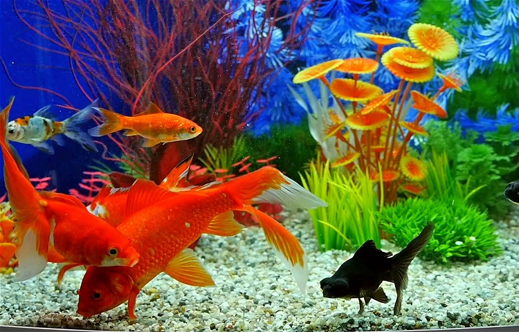 Setting Up Your First Goldfish Tank – AllPondSolutions