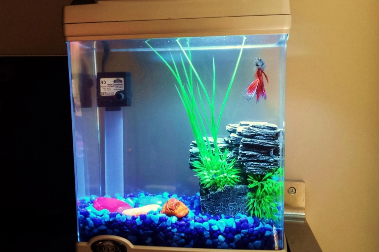 wide or tall betta tank