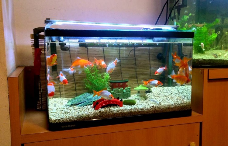 Fish tank 2025 for 2 goldfish