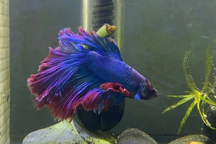 Red Purple And Blue Betta Fish