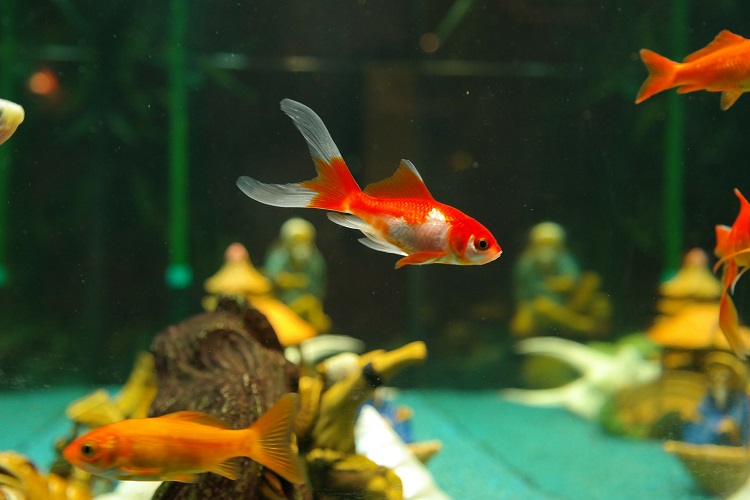 A layman's guide to Goldfish Tank