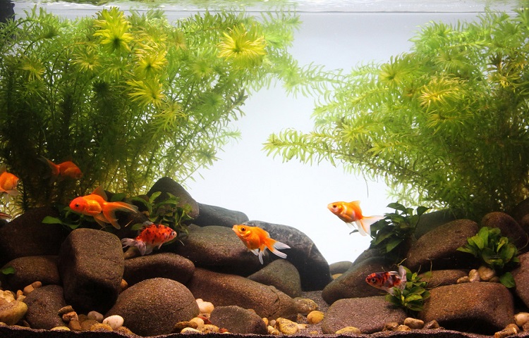 Goldfish best sale filter setup