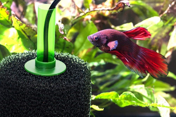 best betta filters to choose from