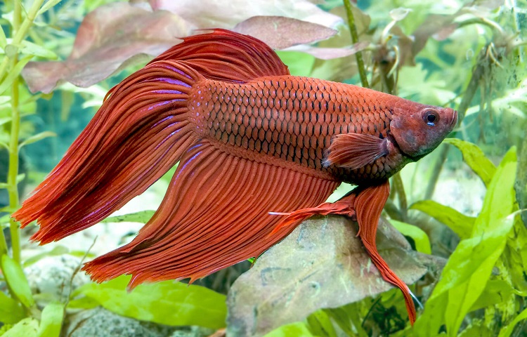 male veiltail betta