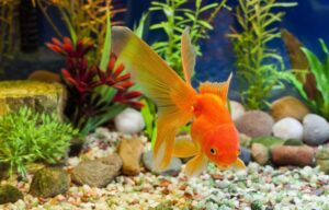 Goldfish Tank Size Guide - What's the Minimum Tank Size? | FishLab