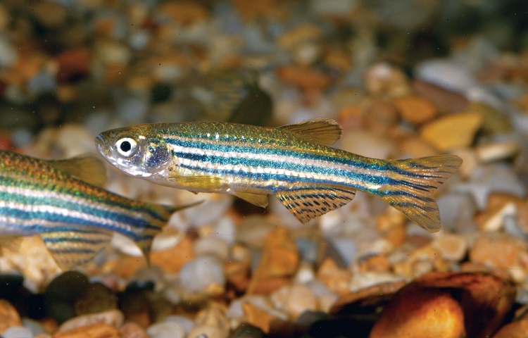 zebra danios with goldfish