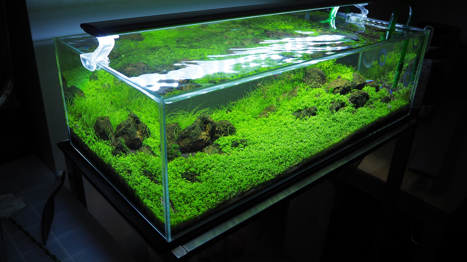 Best Substrate For Planted Tank