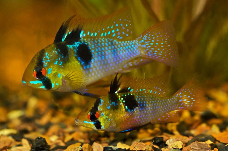 German Blue Ram Care Guide & Species Profile