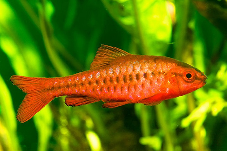 Colorful Freshwater Fish For Every Fish Tank