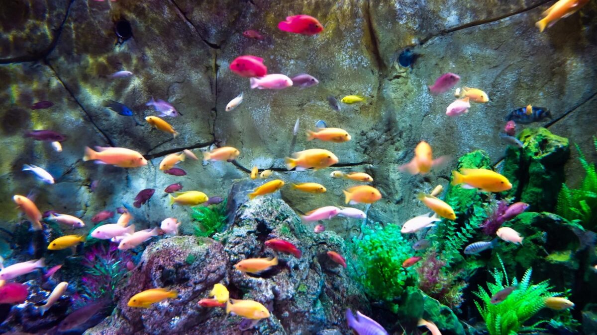 Colorful store aquarium fish