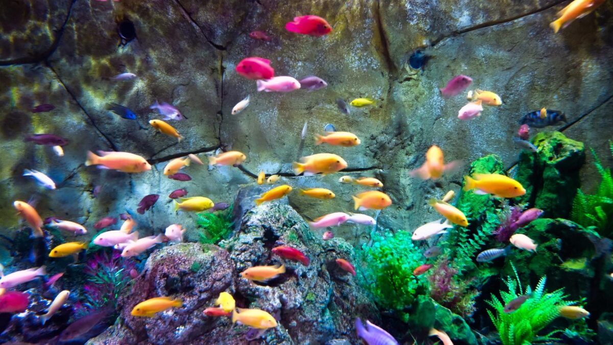 Top 23 Most Colorful Freshwater Fish For Your Aquarium