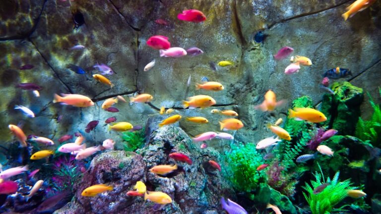23 Colorful Freshwater Fish For Every Fish Tank - FishLab