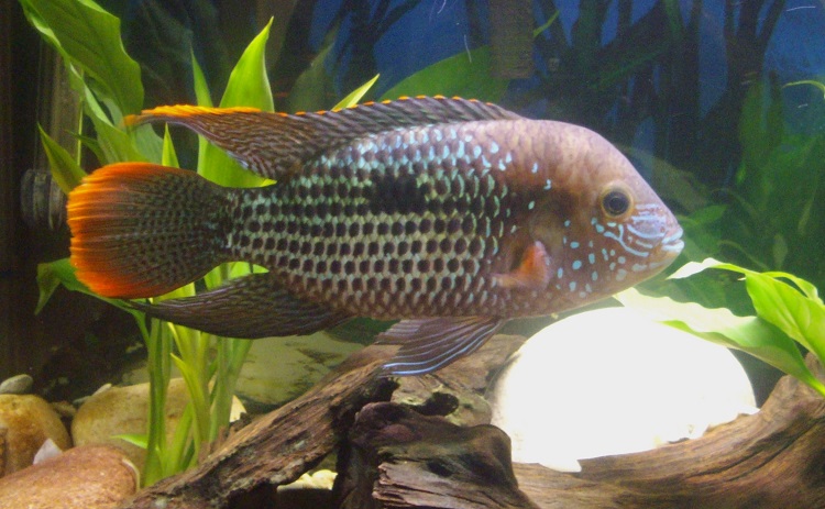 Colorful Freshwater Fish For Every Fish Tank