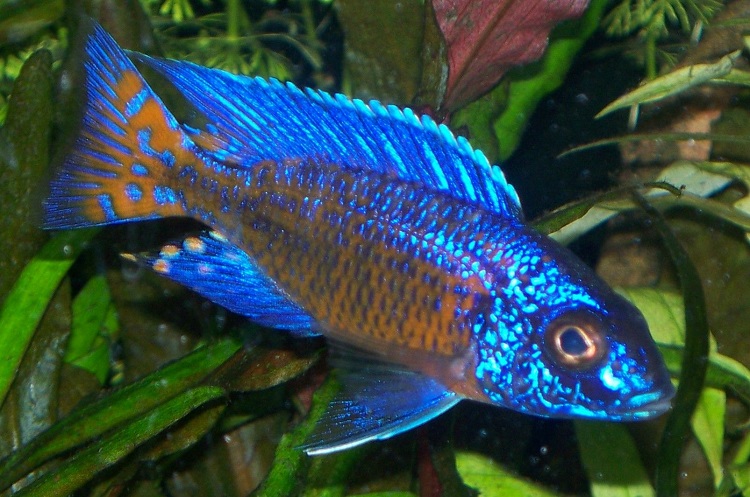 Blue freshwater hot sale tropical fish