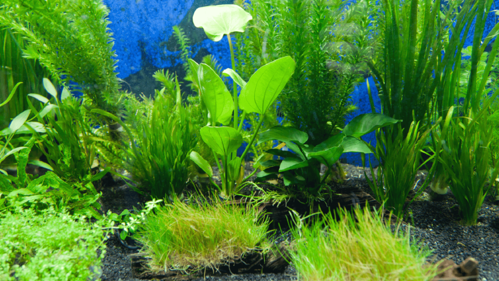 Best Beginner Aquarium Plants.png