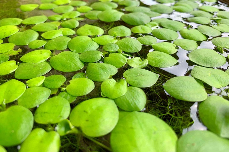 Amazon Frogbit