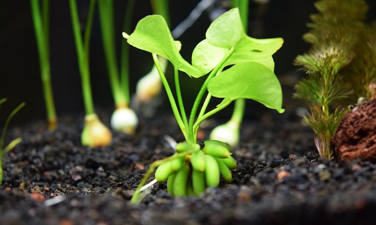 Banana Plant